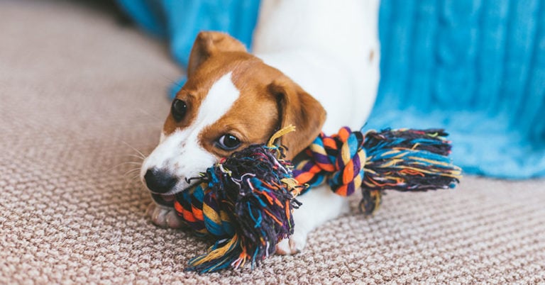 Die 4 Besten Hundespielzeuge (2024) im Test!