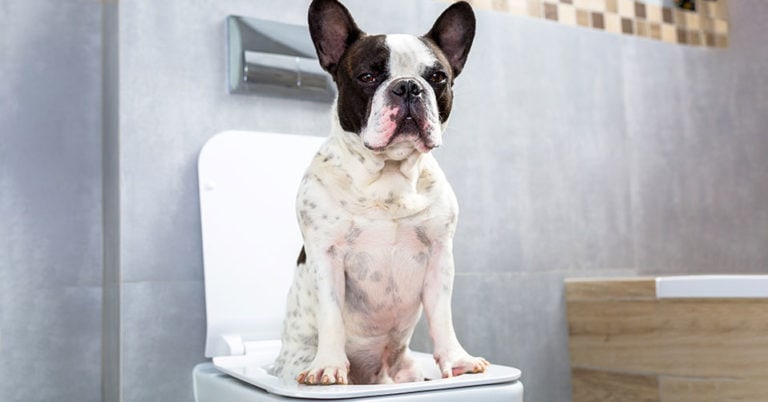 Die 3 Besten Hundetoiletten (2025) im Test!