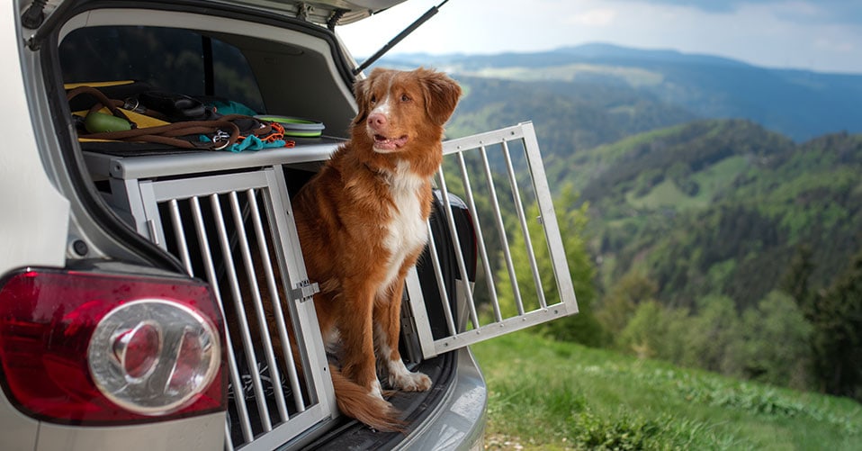 Cadoca® Hundetransportbox Aluminium Hundebox Kofferraum robust  verschließbar trapezförmig M 54x70x51cm Reisebox Autobox Tiertransportbox :  : Haustier