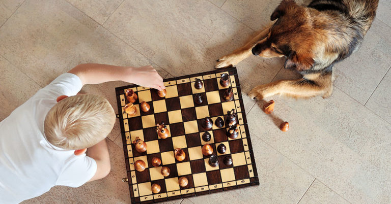 Die 4 Besten Intelligenzspielzeuge für Hunde (2023) im Test!