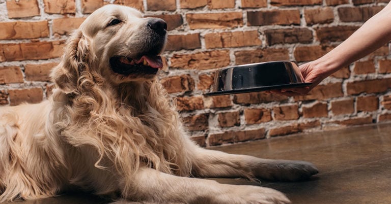 Die 3 Besten Kaltgepressten Hundefutter (2025) im Test!