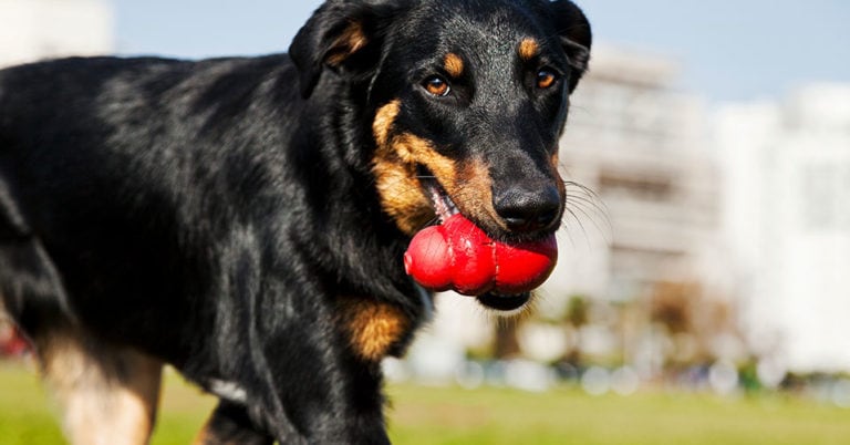 Die 5 Besten Kong Hundespielzeuge (2024) im Test!