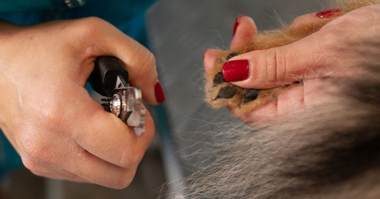 Die 3 Besten Krallenscheren für Hunde (2025) Im Test!