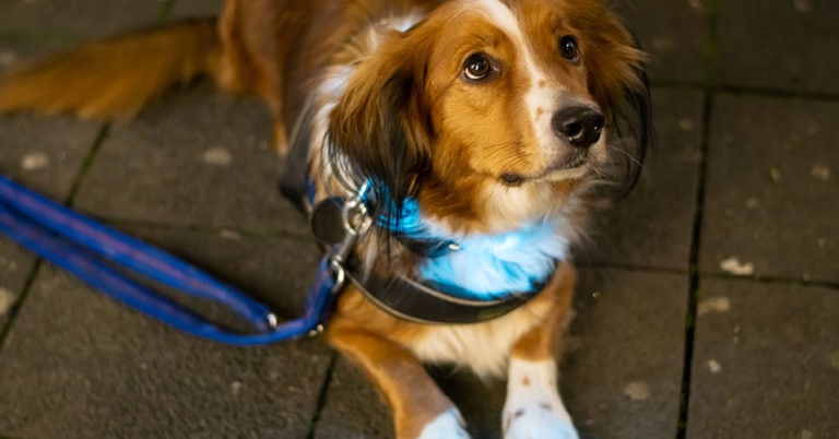 Die 3 Besten Leuchthalsbänder für Hunde (2024) im Test!