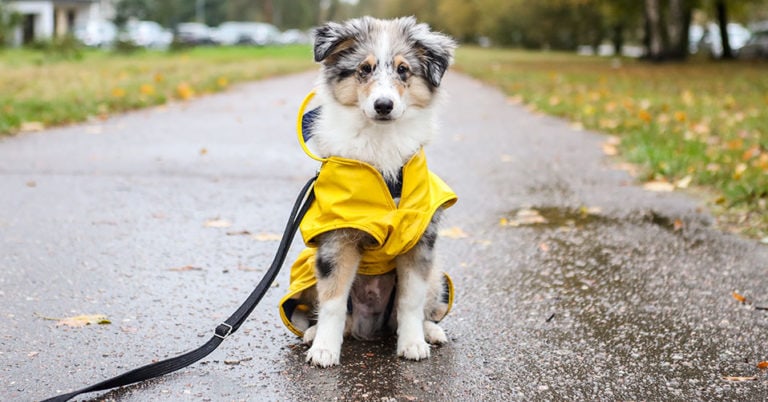 Die 3 Besten Regenmäntel für Hunde (2025) im Test!