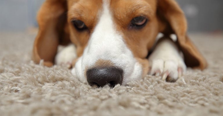 Die 3 Besten Schnüffelteppiche für Hunde (2025) im Test!