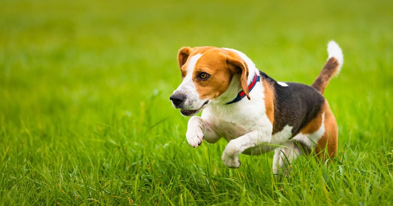 Die 3 Besten Zeckenhalsbänder für Hunde (2025) im Test!
