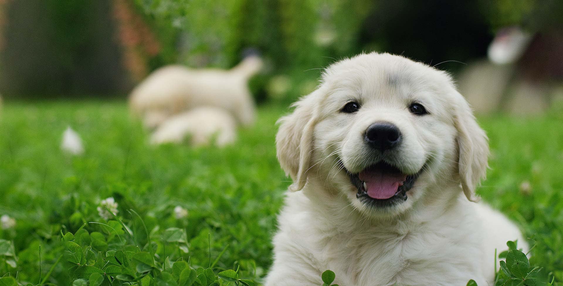 Die Beste Heizdecke für Hunde (2024) im Test! 