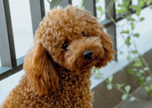 Hunde für Allergiker