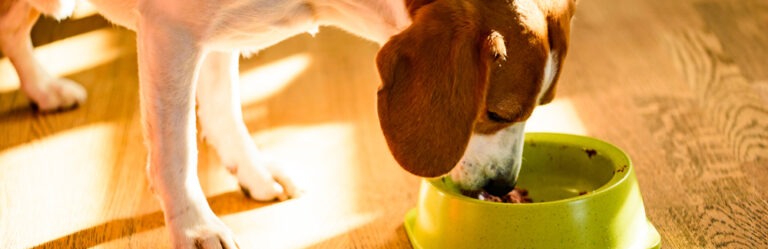 Die 3 Besten Hundefutter mit Pferd (2025) im Test!