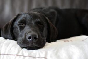 Hund mit Decke auf dem Sofa
