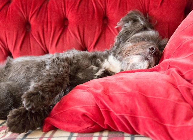 Hundedecke Sofa