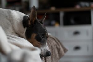 Sofadecke Hund