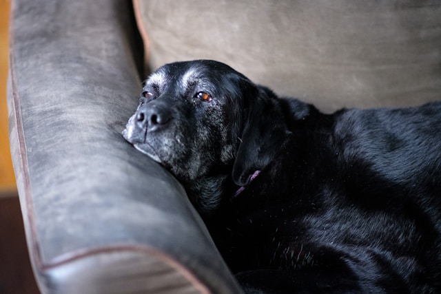 Senior Hundefutter