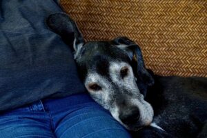 Alte Hunde haben besonders Ansprüche und profitieren von einem Senior Hundefutter