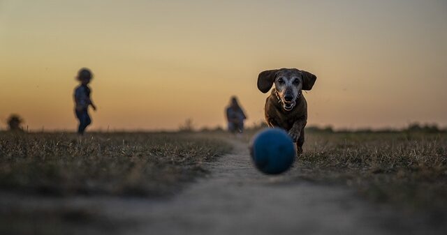 Aufbaupräparate für alte Hunde