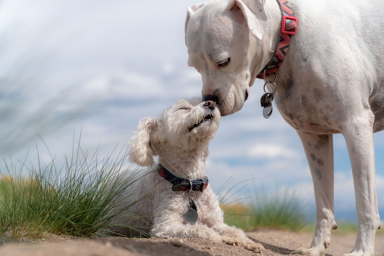 dogs, poodle, white boxer