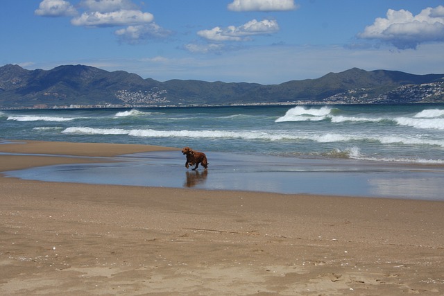 Urlaub mit Hund am Strand, Spanien