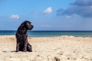 Urlaub mit Hund auf Mallorca