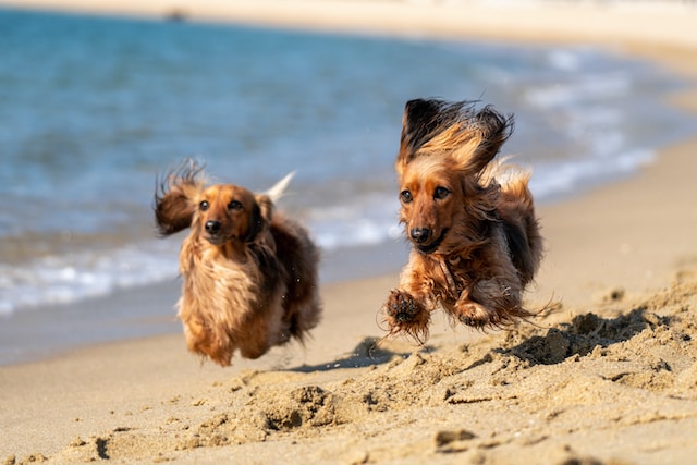 Urlaub mit Hund in Spanien