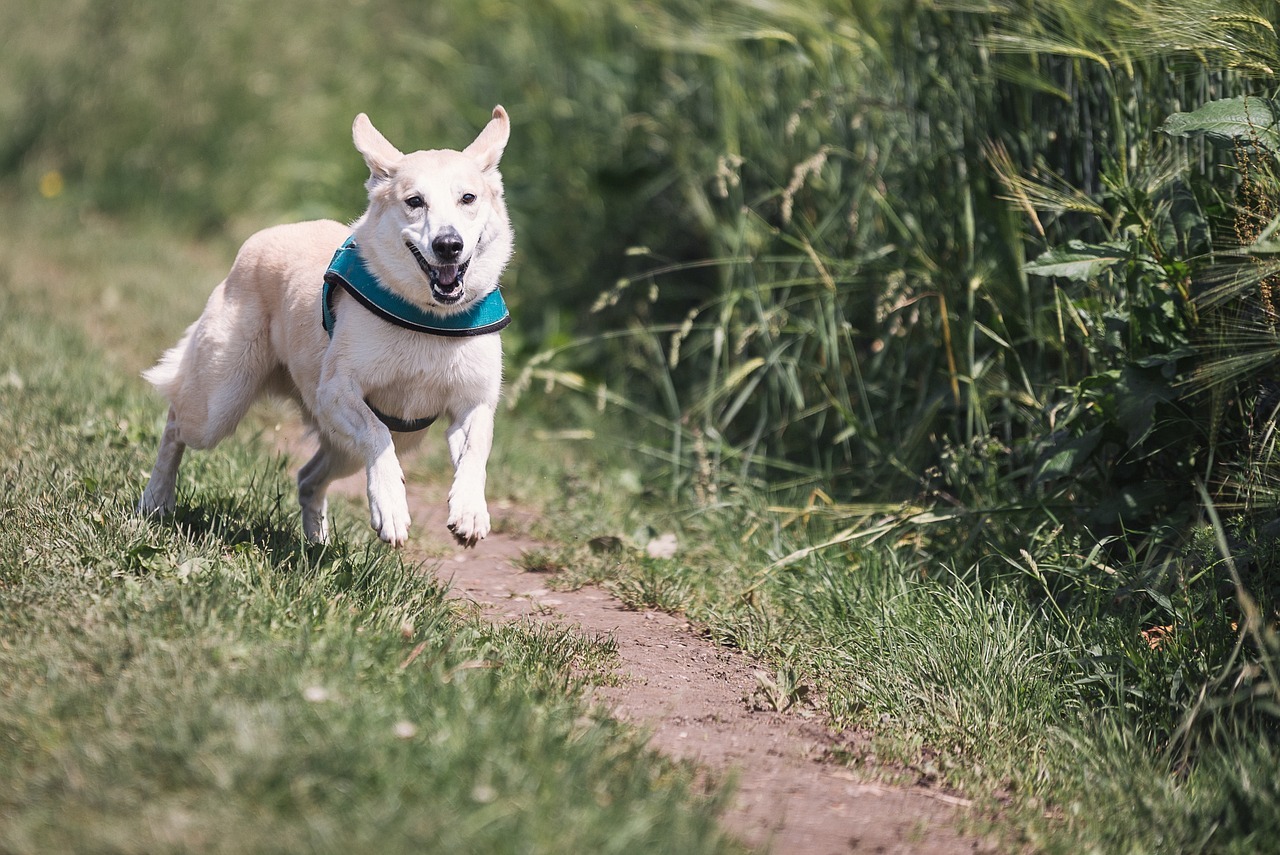 dog, run, fun