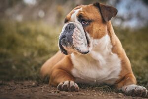 bulldog, animal, dog