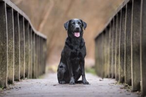 Geschichte und Ursprung des Labrador Retrievers