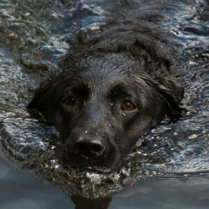 fellpflege labrador