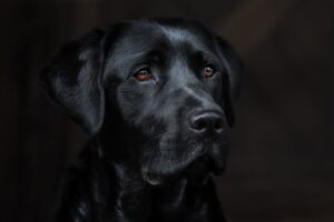 Gesundheit Labrador Fellfarben