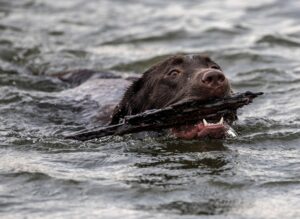 ursprung labrador retriever