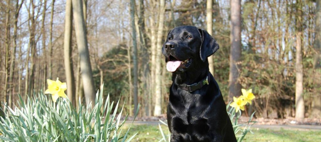 Pflege und Fellpflege beim Labrador Retriever