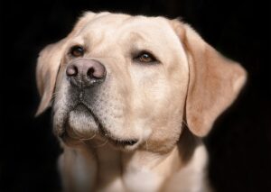 Labrador Retriever Gesundheit