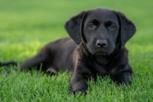 pflege beim labrador