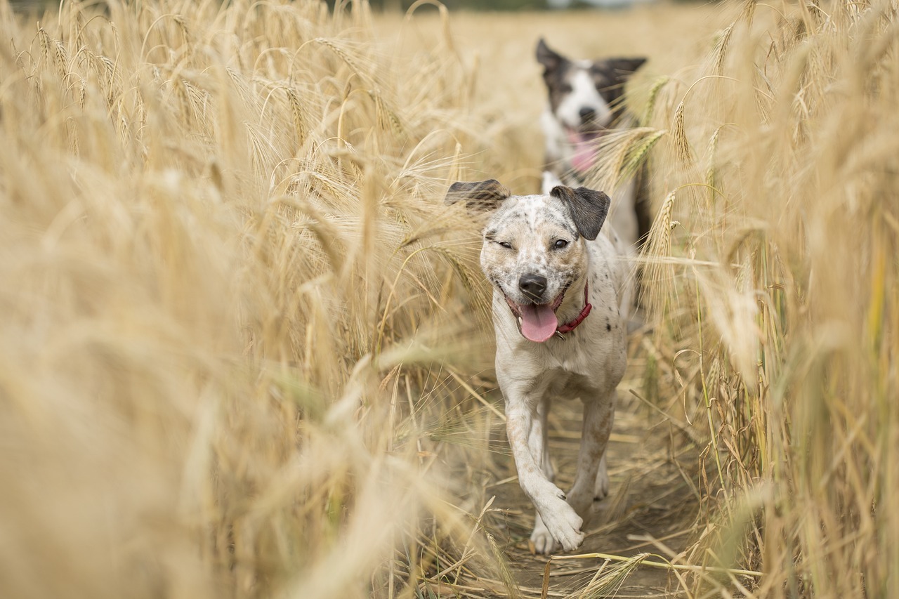 dogs, running, pet