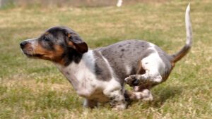 dapple piebald dachshund