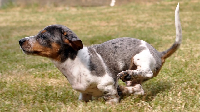 Fellfarben beim Dackel: FCI und amerikanische Dackel - Hunde.plus