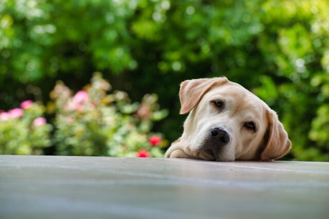 Labrador - für wen geeignet?