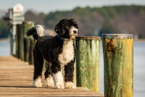 Wasserhund haben wenig Eigengeruch