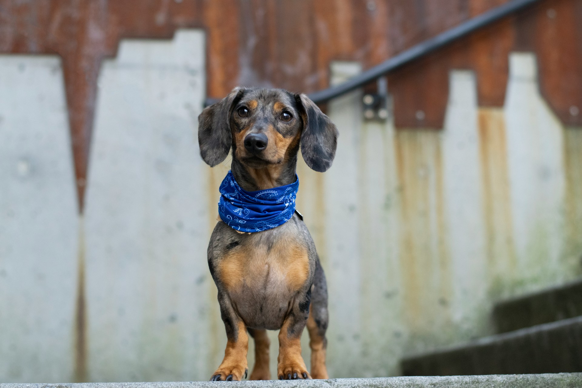 Der Dackel: Das große Rasseportrait - Hunde.plus