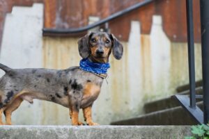 Tigerdackel Blue Merle Dackel