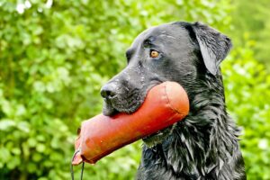 labrador apportiert