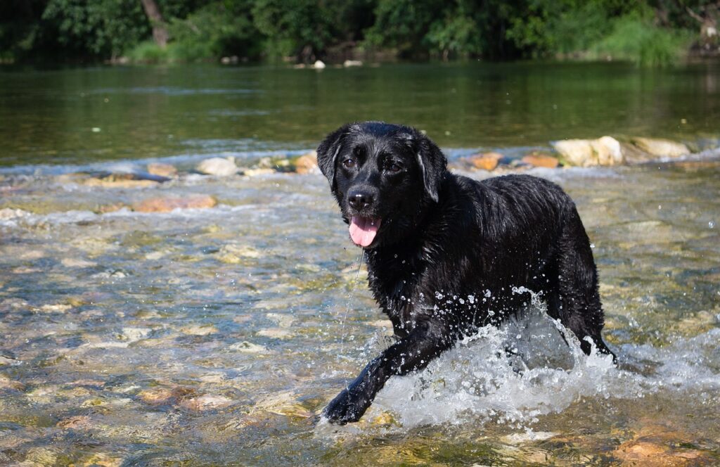 eigenschaften des Labradors