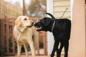 Beschäftigung für den Labrador