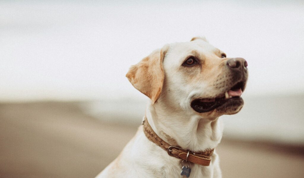 Hunderasse Labrador Retriever