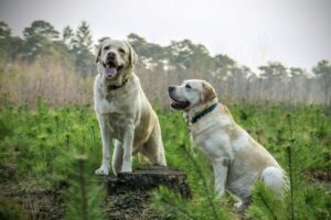 wesen des labradors