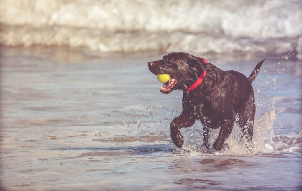 Beschäftigung für den Labrador