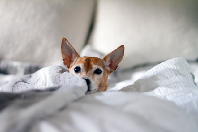 anleitung ohrenspülung beim hund selber machen