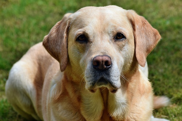 Labrador oder Labrador Retriever?