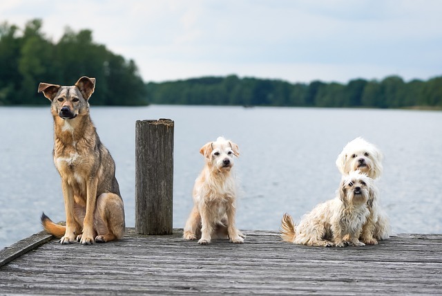 kurze Hundenamen weiblich