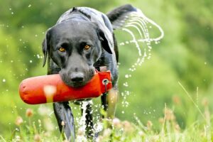 Training mit dem Futterbeutel kann eine Vorübung für das Dummy-Training sein